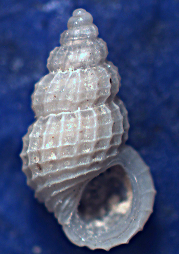 Pyramellidae da determinare